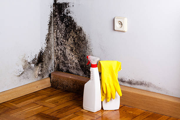 Best Localized Mold Remediation (e.g., coastal areas, humid climates) in Hellertown, PA
